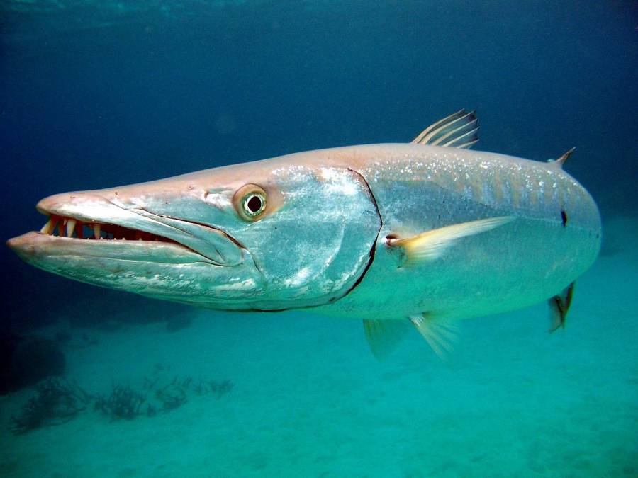 Attached picture Barracuda two eyes .jpg